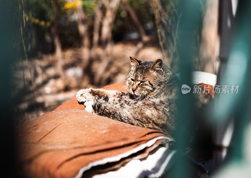 户外的野猫，野猫