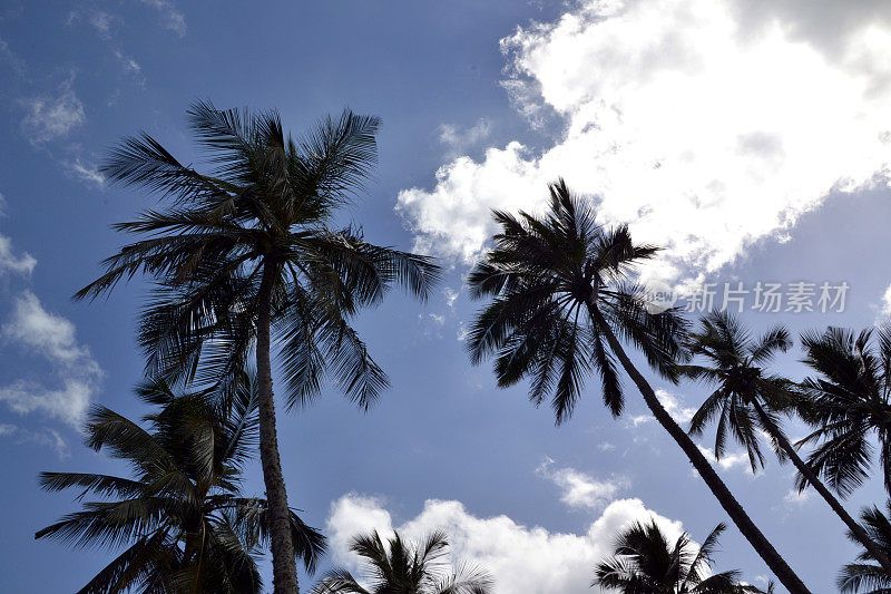 斯里兰卡，棕榈树，大树，天空，热带，椰子树
