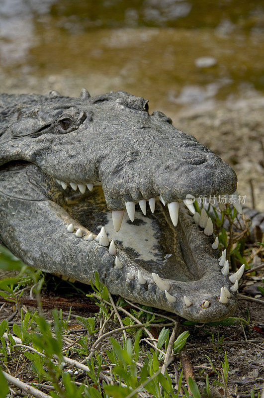 美洲鳄鱼(美洲鳄)是新热带地区发现的一种鳄鱼。它是美洲现存的四种鳄鱼中分布最广的一种，从南佛罗里达到墨西哥海岸都有