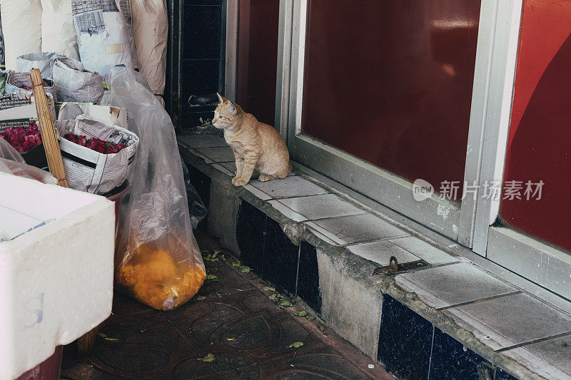 泰国曼谷街头的流浪猫