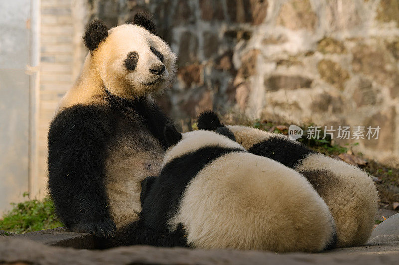 熊猫妈妈在阳光下喂两只小熊猫