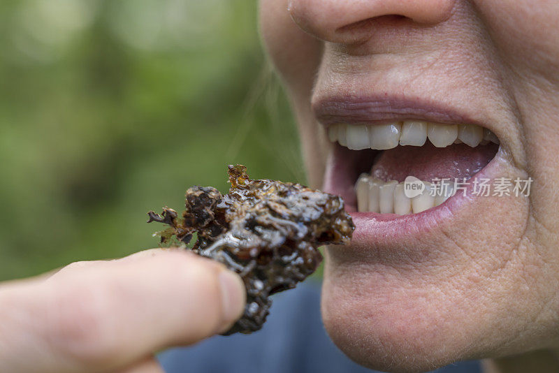 雌蜂吃着一片充满蜂蜜的蜂巢