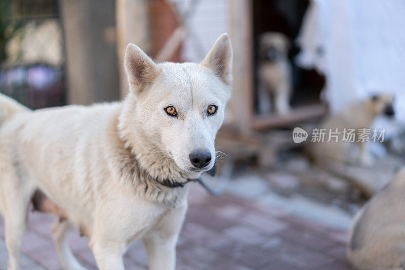 近距离白色西伯利亚哈士奇看着相机在街上。