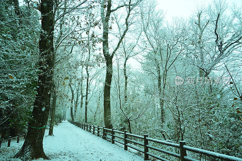 雪弯树，Tamagawajosui，日本东京(2022年1月)