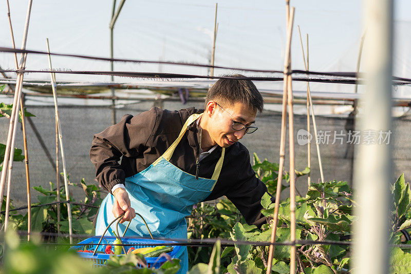 在蔬菜温室工作的农民