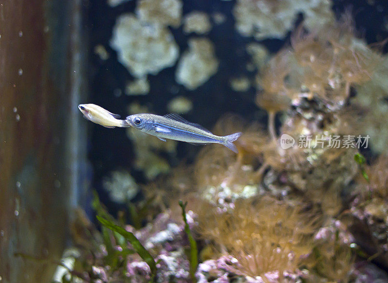 鱼在水族馆游泳的特写镜头