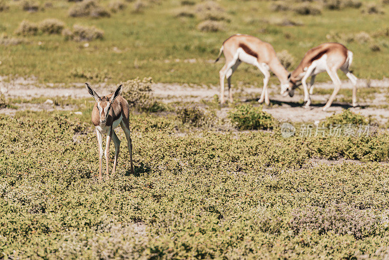纳米比亚狩猎之旅-野生动物，一些休息和战斗的跳羚