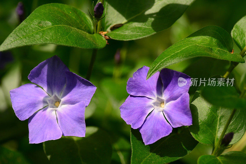 两个长春花头。