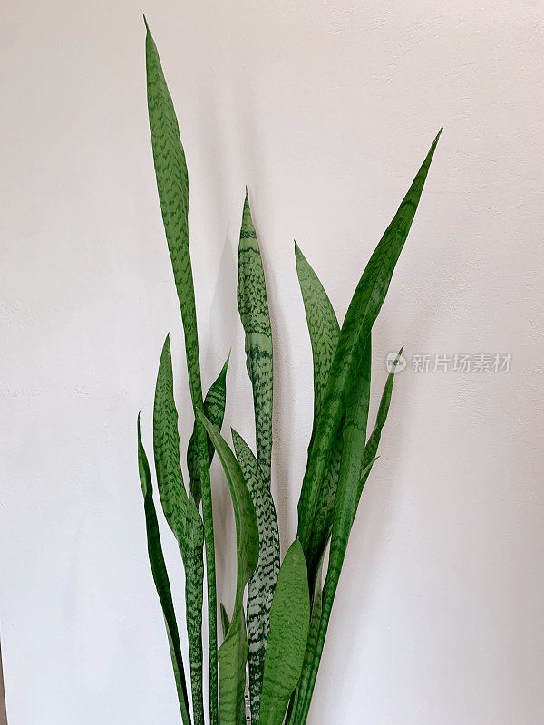 南佛罗里达，一种高的，5英尺高的三叶草“劳伦蒂”蛇在室内作为室内植物生长