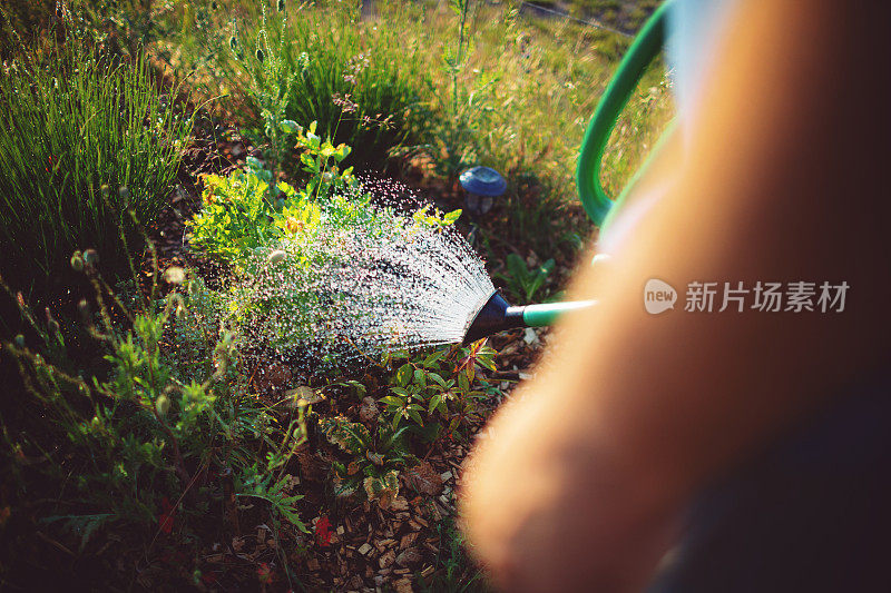 友好的人在干燥炎热的夏天给花浇水