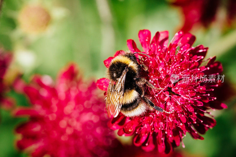大黄蜂在花园里给花授粉的特写