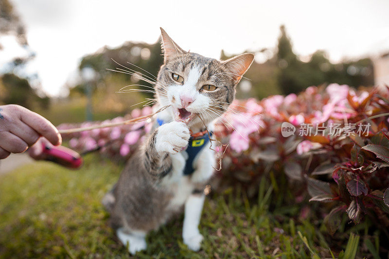 猫在花园里和主人玩耍