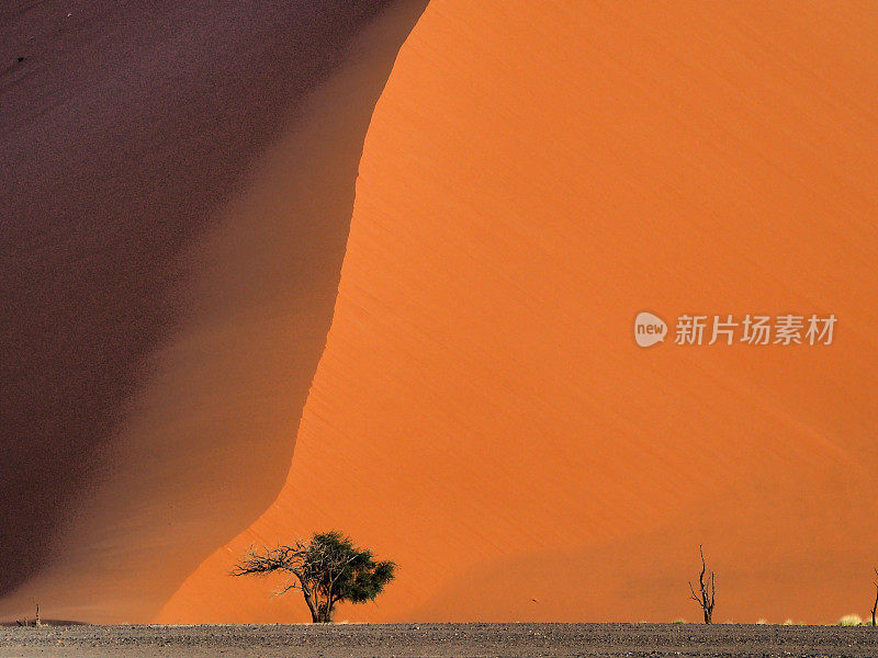 在纳米比亚有金合欢树的沙丘