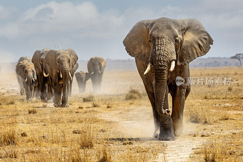 非洲象领着象群走在小路上
