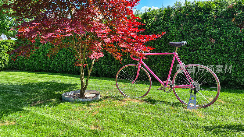 一辆粉色自行车停在草地上，旁边是一棵红枫树。