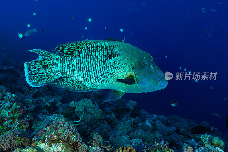拿破仑濑鱼在著名的蓝角，帕劳，密克罗尼西亚