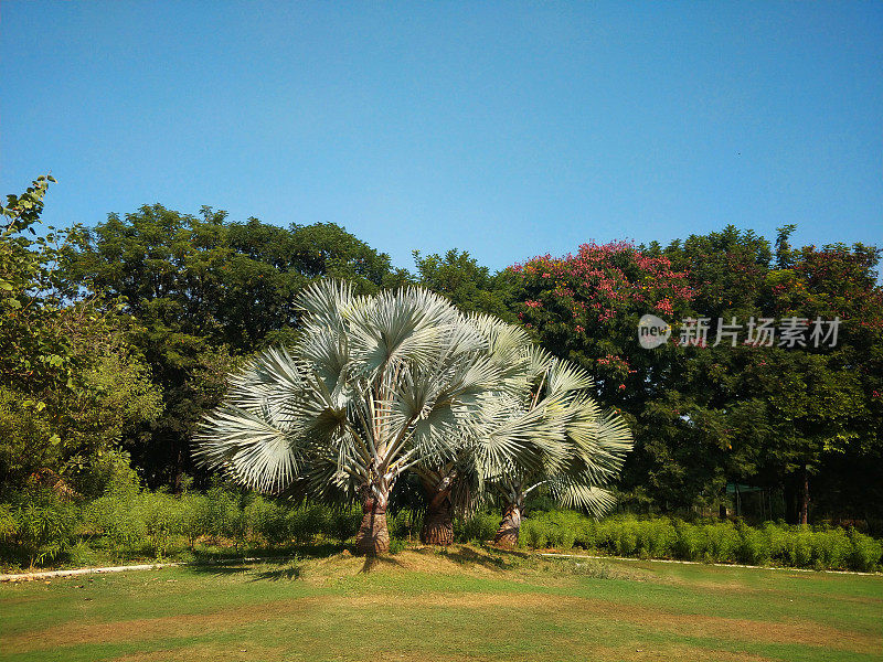 花园里的俾斯麦棕榈树