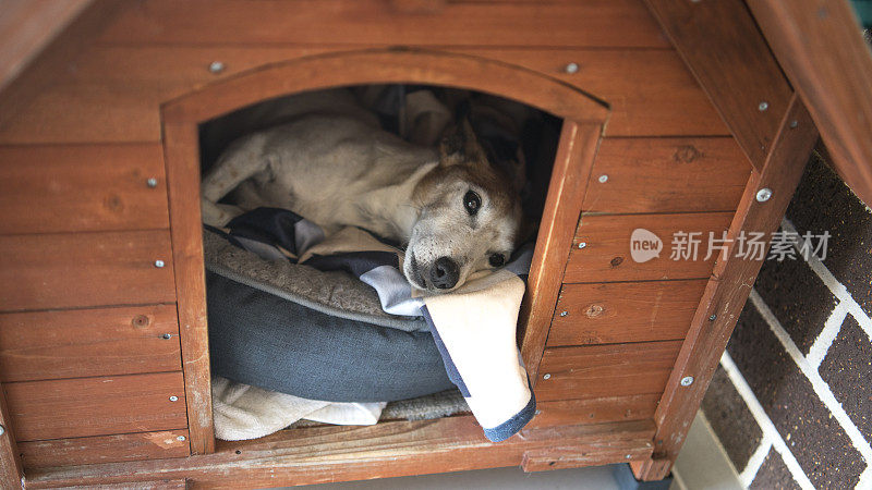 杰克罗素梗犬感觉不舒服。在狗窝的狗床上休息。