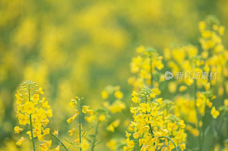 油菜花儿