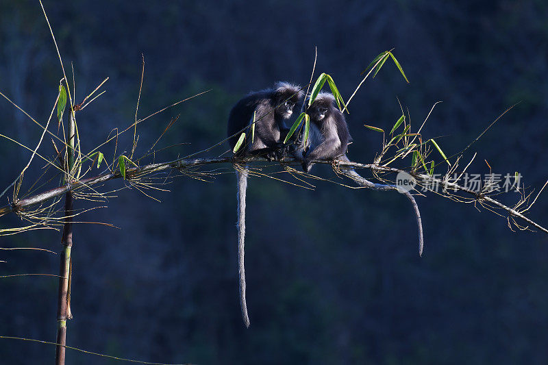 两只坐在竹枝上，暗叶猴，暗叶猴，濒临灭绝，004