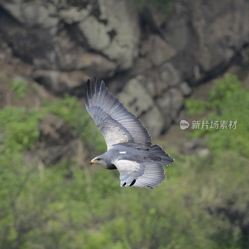 一只黑胸秃鹰在智利中部的安第斯峡谷上空翱翔