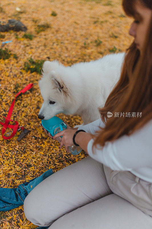 一位年轻的女宠物主人在公园里给她的萨摩耶小狗喝水