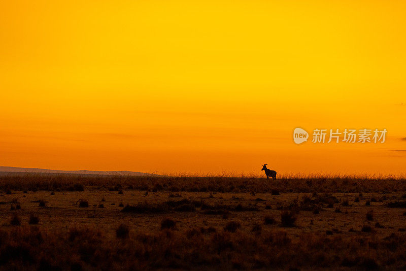 羚羊的剪影站在风景与橙色的天空