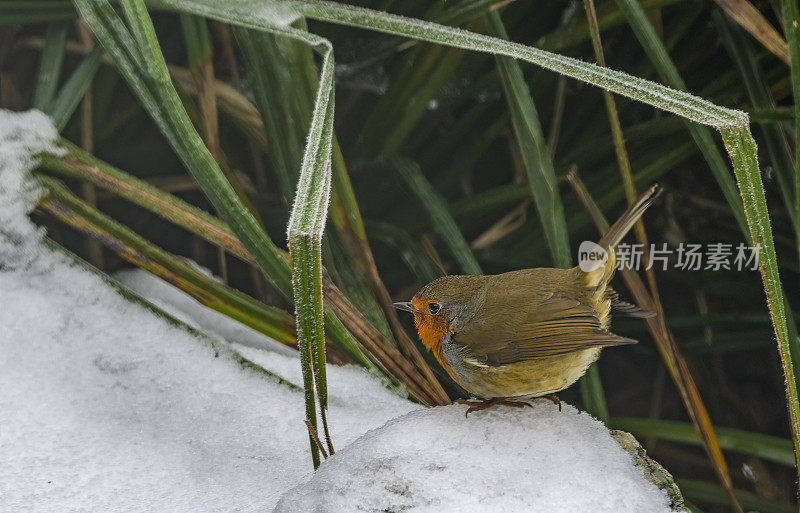 罗宾在花园瀑布上的雪地里