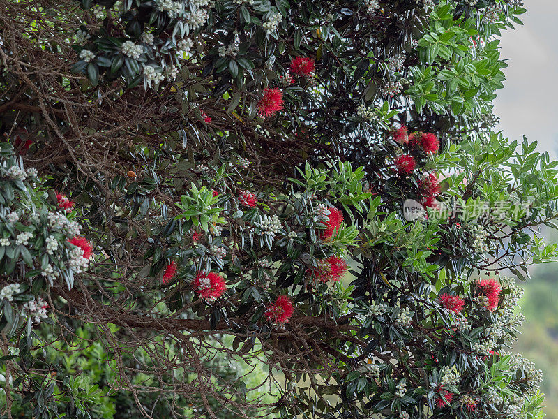 Pohutukawa树和花