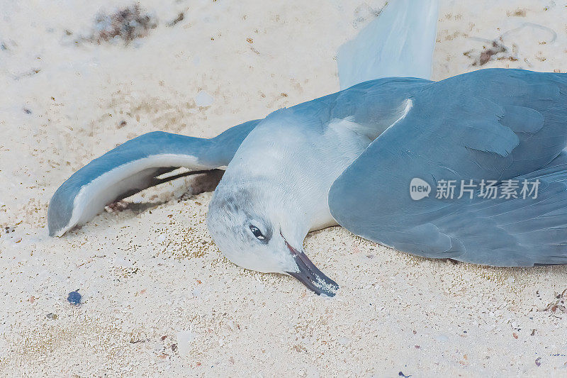 海滩上的鸟