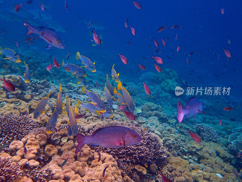 热带鱼和珊瑚的海景