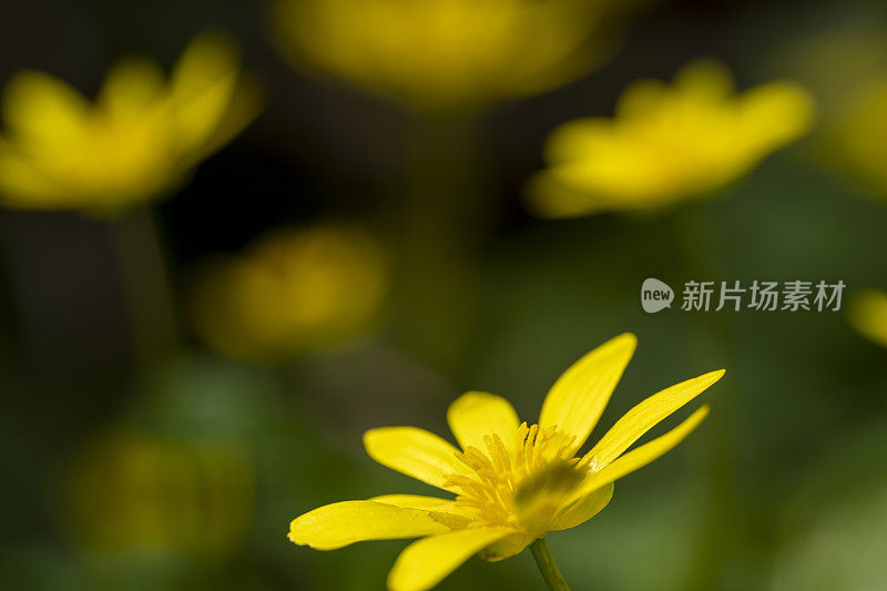 林地里的黄色春花