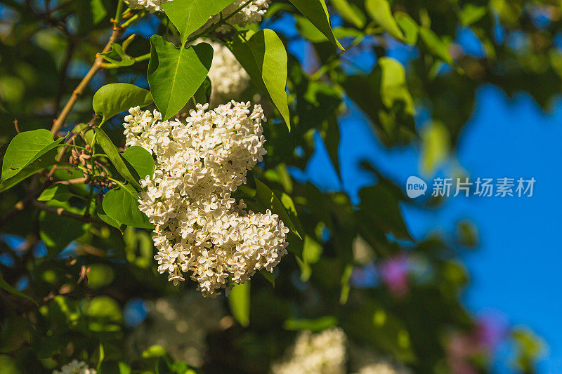 盛开的丁香花