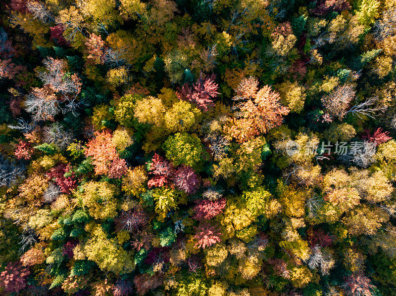 加拿大魁北克省秋季多色北方森林和劳伦山景观鸟瞰图