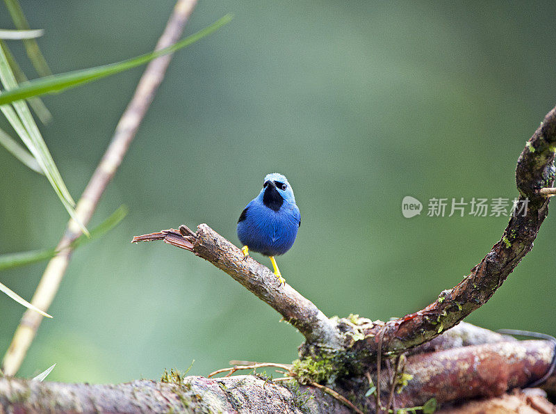 哥斯达黎加，闪闪发光的雄性蜜爬行鸟面对镜头