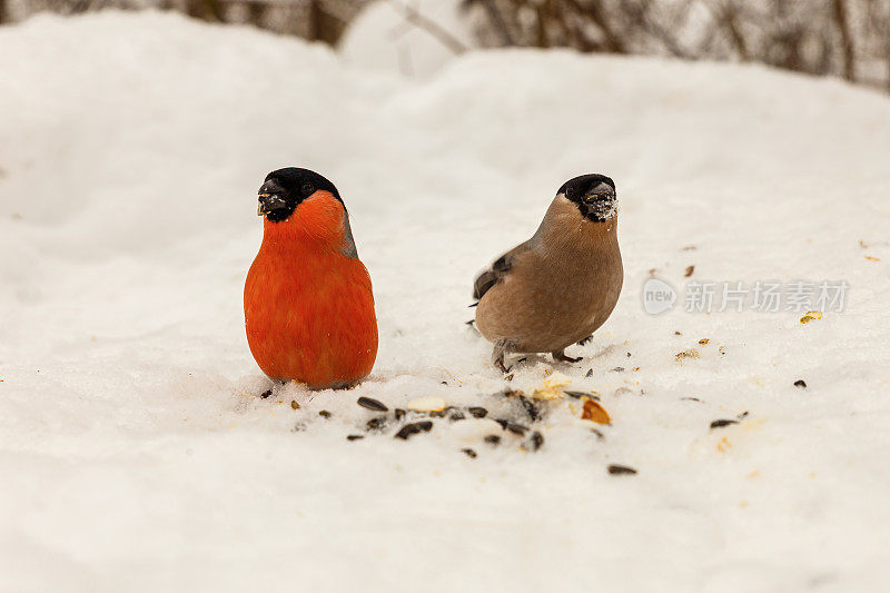 欧亚红腹灰雀。雄性和雌性在雪地上