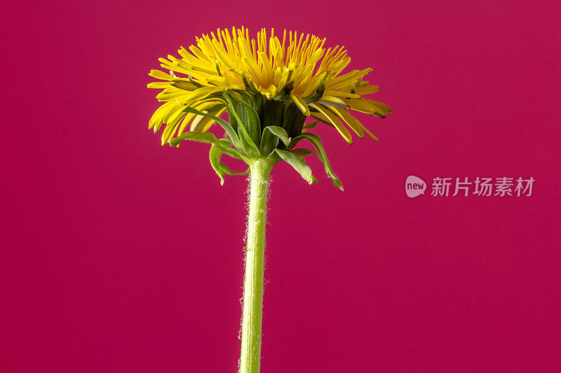 一张蒲公英花在红色背景上绽放和生长的照片。蒲公英盛开的花朵。