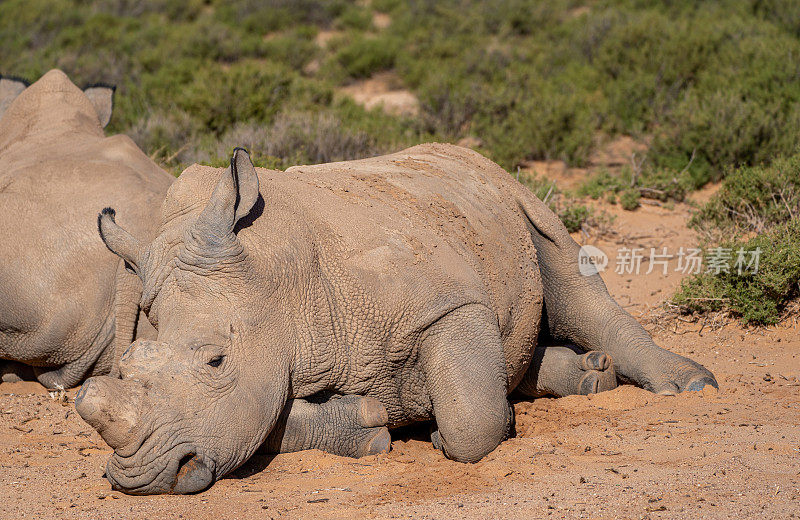 在美丽的南非，野生白犀牛在夏天闲逛