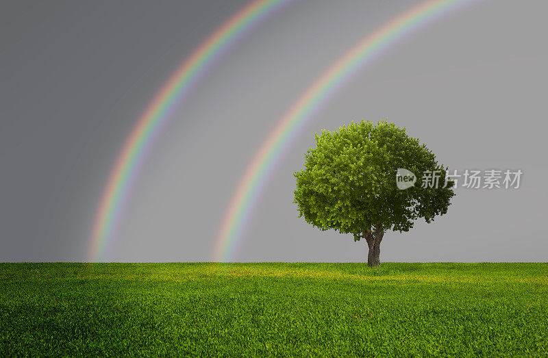 孤独的树，田野和彩虹