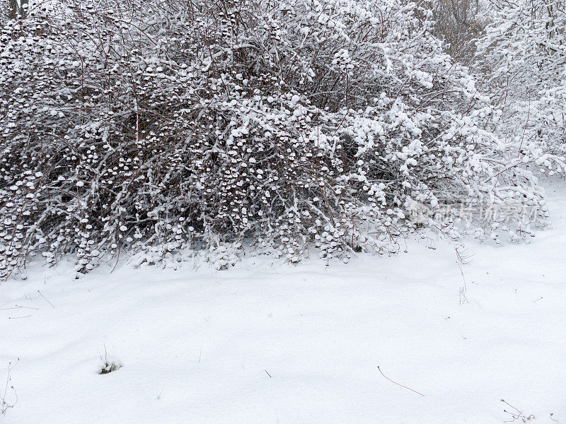 树枝灌木丛覆盖着雪。