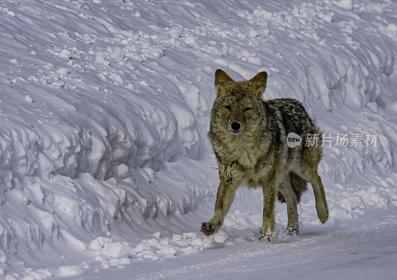 怀俄明州黄石国家公园的猛犸温泉区。冬天有雪。运行。