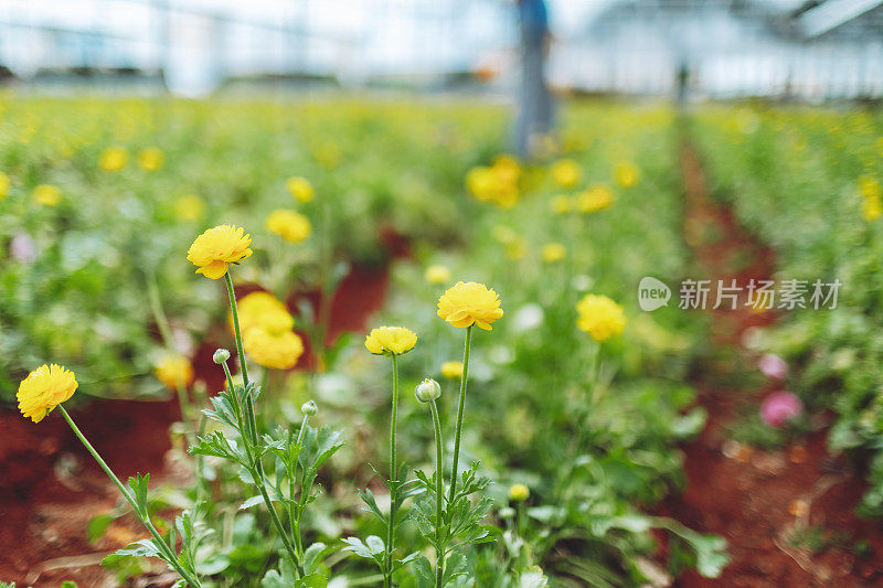 温室里的黄色毛茛花