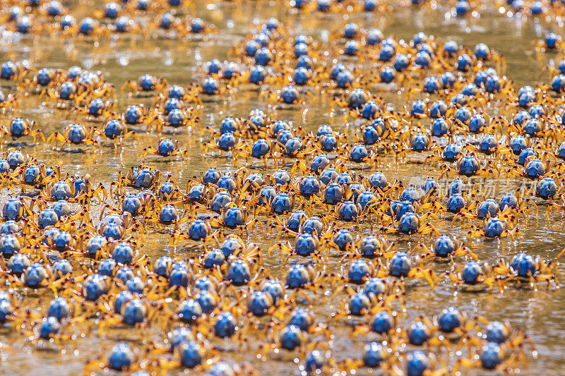 近距离拍摄数千只兵蟹在退潮时在沙滩上移动