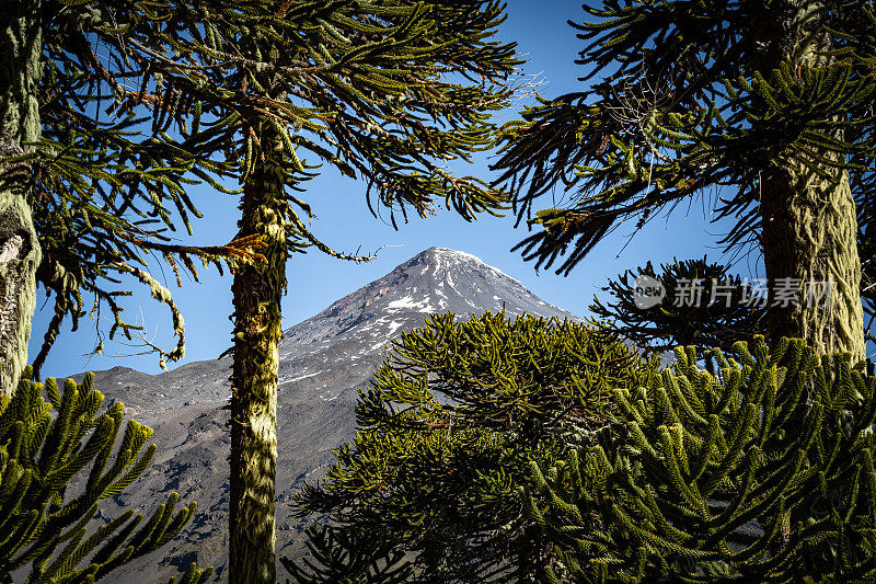 森林后面的火山