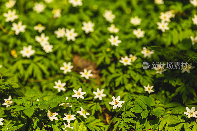 精灵森林。春天的花朵