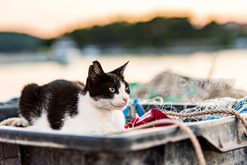 日落时的猫在渔网上休息，等待渔夫，地中海海岸