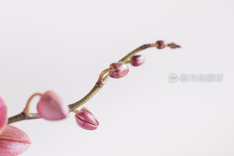 在明亮的自然阳光下，明亮的粉红色兰花花蕾在室内植物上与空白的白色背景复制空间的充满活力的微距照片