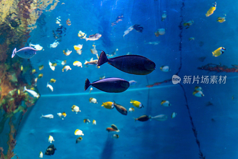 水族馆里圈养的一群热带观赏鱼