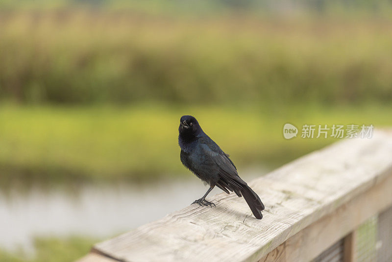 船尾白头翁，头朝向镜头，在自然区域的木扶手边休息