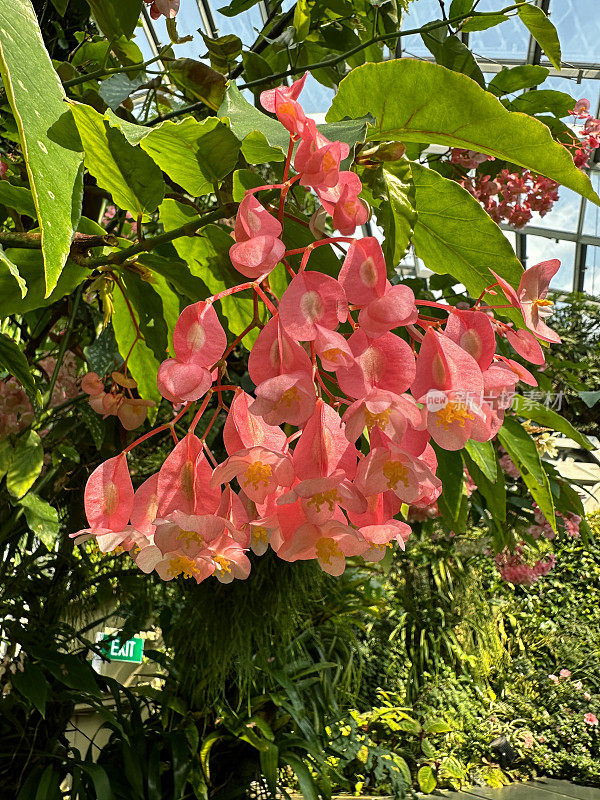 异域风情的特写图片，石兰花展示，橙色花和绿色叶的插花，重点在前景